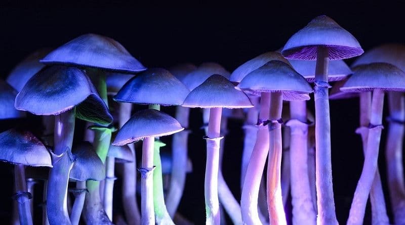 Perspectives on Psychedelic Substances in the Treatment of Alzheimer's Disease
