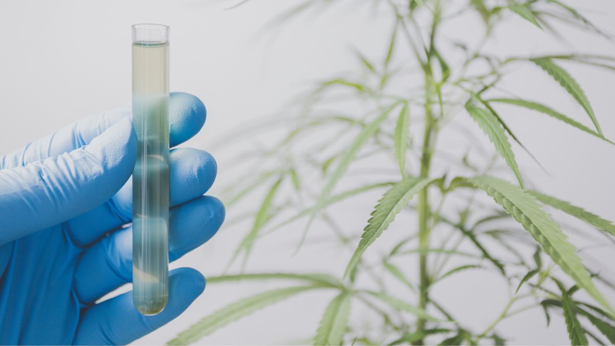UNILA recruta voluntários para estudo inédito com cannabis no tratamento da psoríase