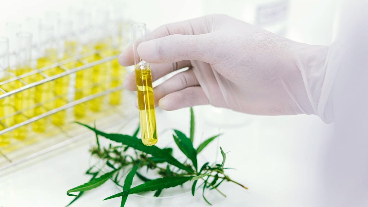 Pesquisadores colombianos desenvolvem método para separar THC da cannabis, mantendo outros canabinoides