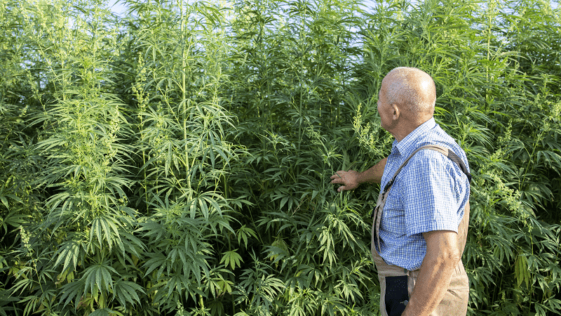 Pesquisadores argentinos testam novas variedades de cânhamo