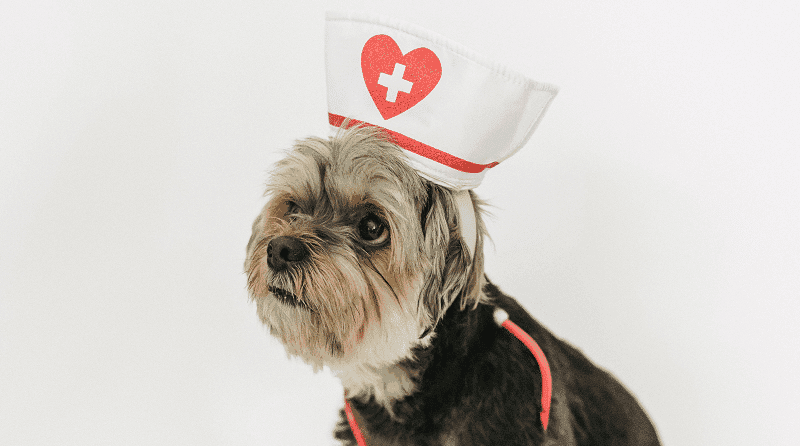 Pesquisadores brasileiros querem entender a relação da cannabis com o uso veterinário