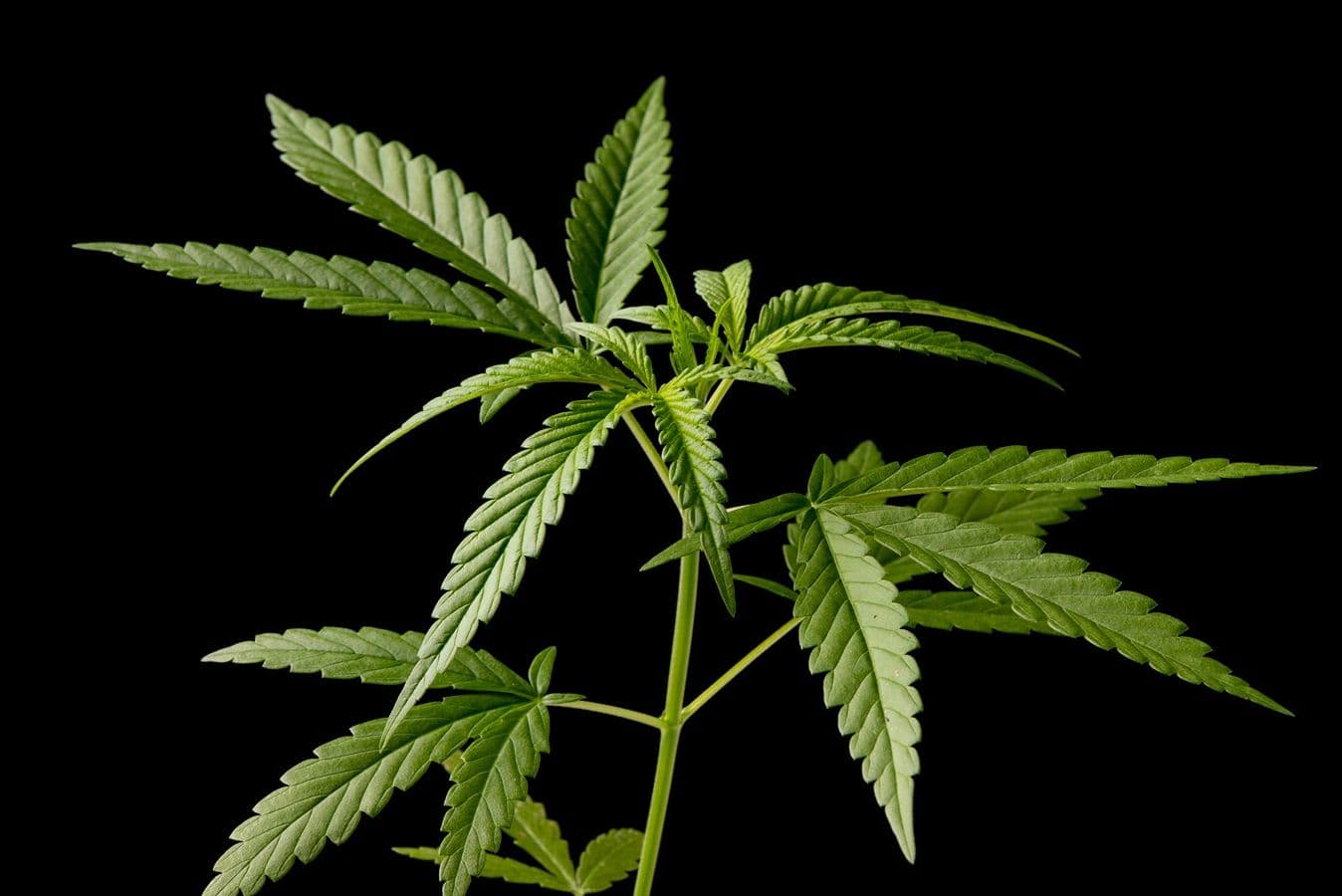 Uso excessivo de cannabis aumenta risco de mortalidade cardiovascular em mulheres, aponta estudo