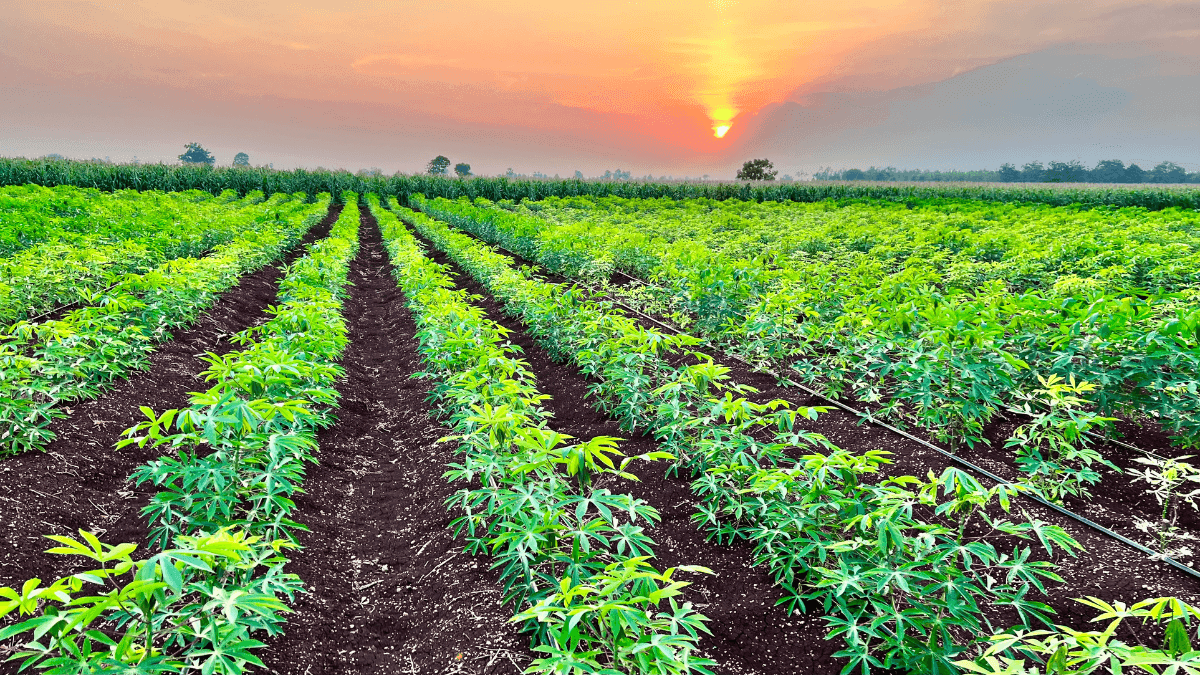 Cânhamo na COP 30: o aliado verde que o Brasil ainda insiste em ignorar