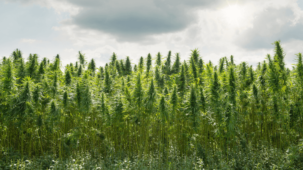 O preço verde da proibição: como o proibicionismo devasta o meio ambiente