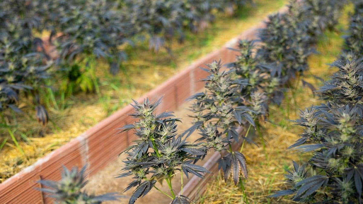 Estudio señala nuevo método para identificar variedades de Cannabis con precisión
