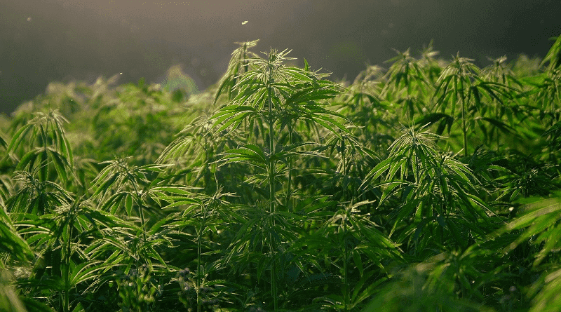 Plantação do cânhamo já foi muito popular em países da Europa