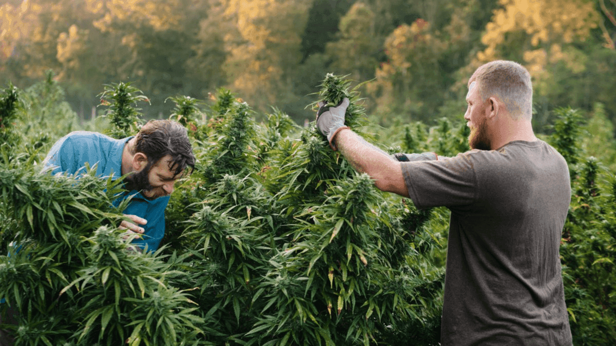 40 patient associations have habeas corpus for cannabis cultivation in Brazil