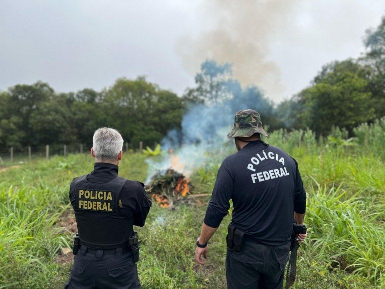 "Os Cultivadores acordaram com fuzis apontados para o rosto", diz Diretora de associação após PF queimar 900 plantas de cannabis