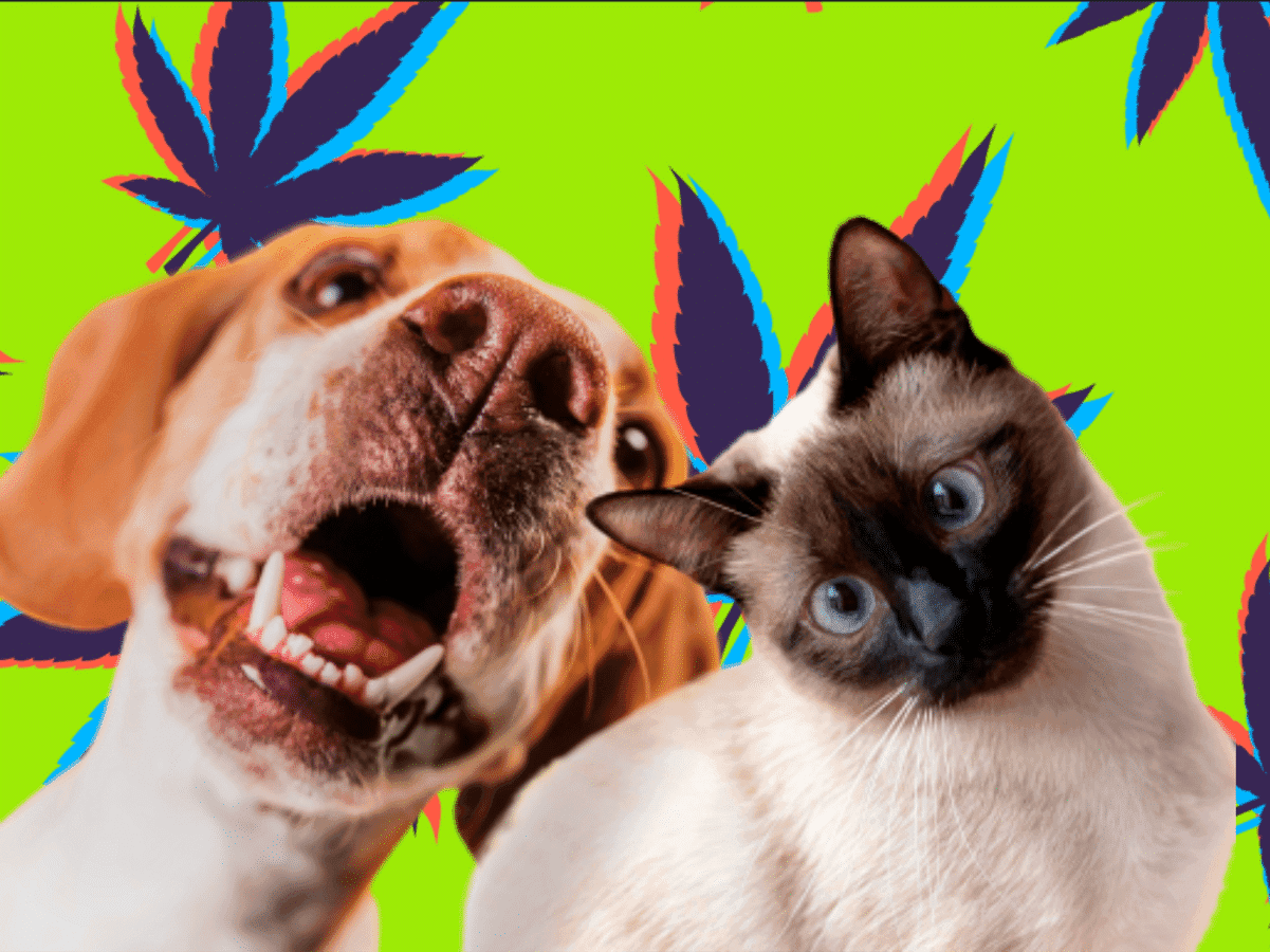 Por que a cannabis ainda não está regulamentada para uso veterinário?