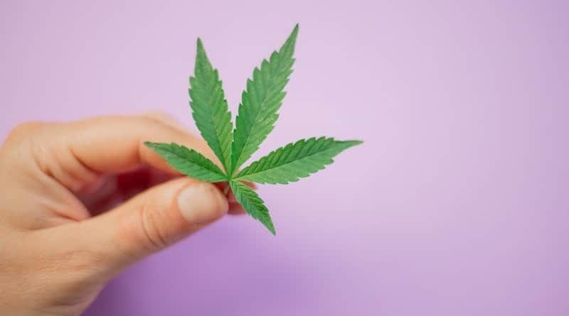 Preconceito é a principal dificuldade para quem quer trabalhar com cannabis no Brasil