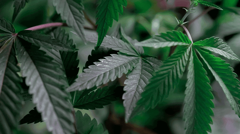 Primeira escola de negócios focada no mercado de cannabis está com inscrições abertas