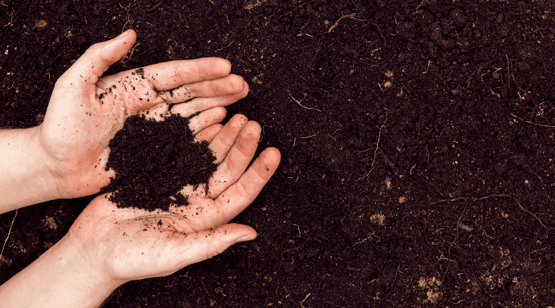 Produção de fibras e limpeza de terras poluídas, faz parte de projeto italiano com cânhamo