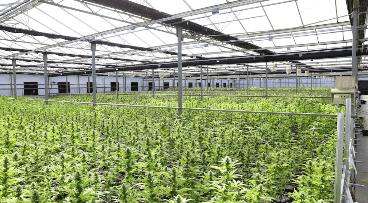 Projeto do Reino Unido explorará casos ambientais e de negócios para cânhamo