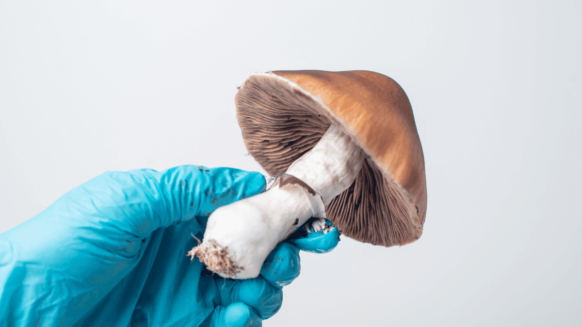 Uso terapêutico de psicodélicos destaca importância de suporte antes e após as sessões