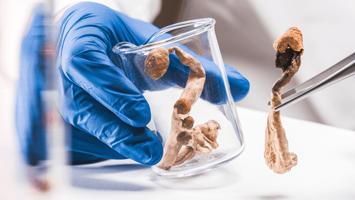 Psilocibina desponta como alternativa inovadora e humana no cuidado com a dor crônica