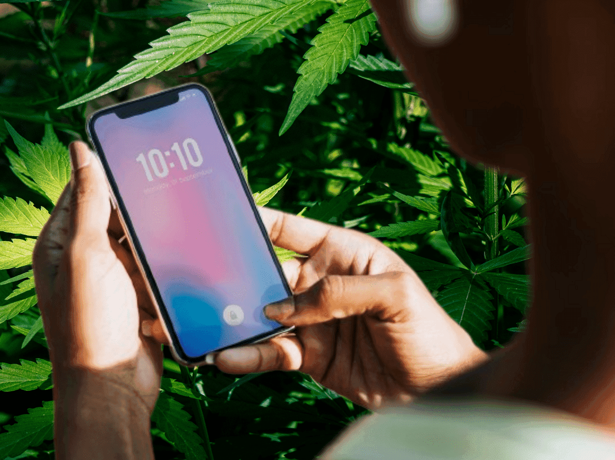Quando a tecnologia se torna aliada: IA detecta intoxicação por cannabis