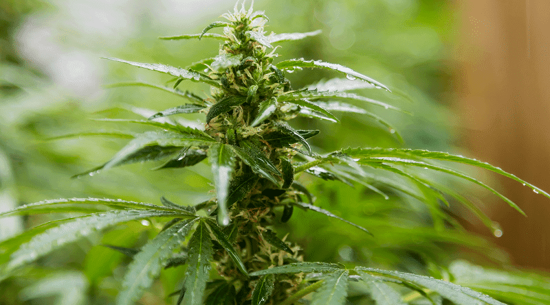 Revista médica norte americana aponta que alta concentração de THC pode causar dependência