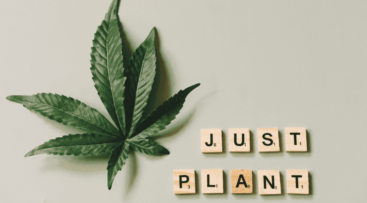 Roupas de Cânhamo: Uma alternativa pouco conhecida de consumo sustentável e consciente