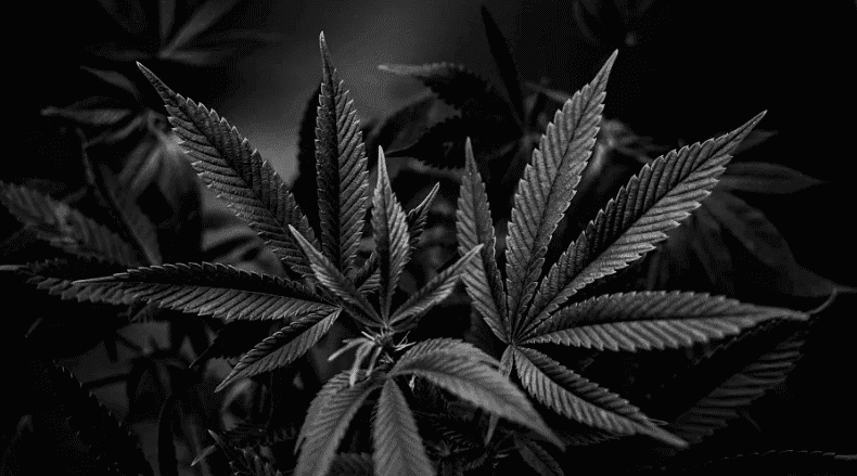 São Diego aprova programa de equidade racial para trazer população negra para a indústria da cannabis