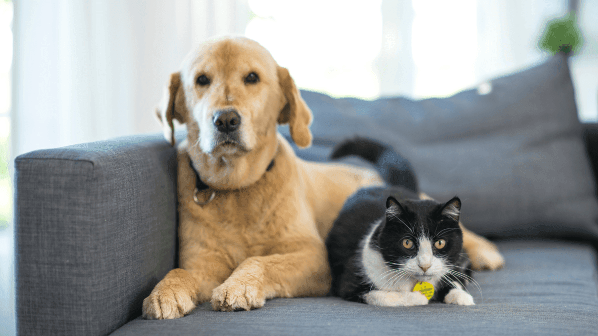 Raízes da mudança: a pesquisa que une cannabis, bem-estar animal e sustentabilidade na serra gaúcha