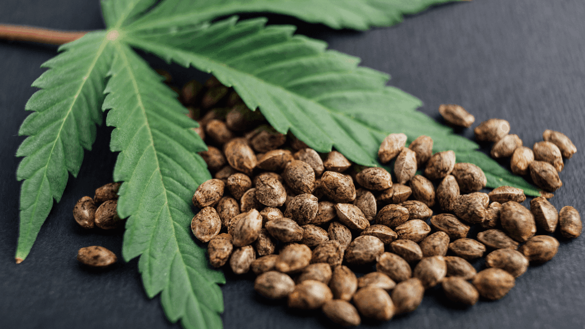 Why Hemp Seed is Gaining Ground in Nutrition