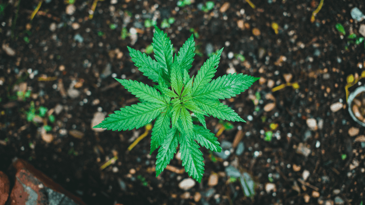 Cultivar é escutar: o poder do solo vivo na canábis sustentáveis