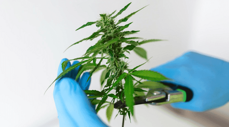 StartUp alagoana promove debate político em Arapiraca sobre o uso medicinal da cannabis