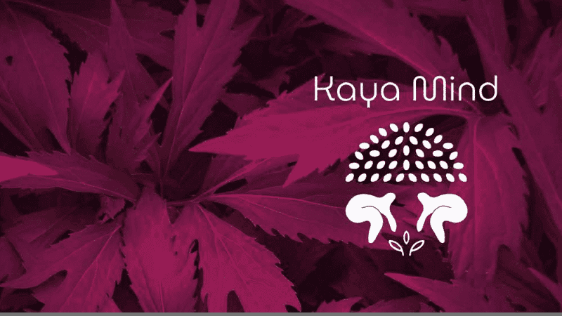 Startup lança relatório brasileiro sobre cannabis