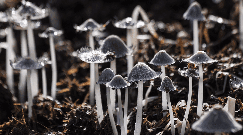 Tratamento psicodélico: psilocibina é eficaz por até um ano para alguns pacientes com depressão