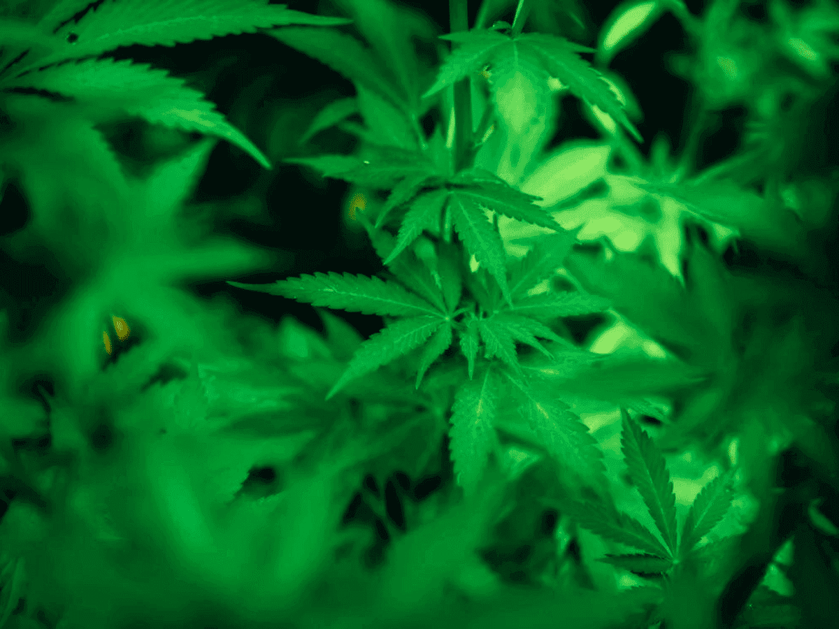 US$ 37 milhões em maconha ilegal são apreendidos nos Estados Unidos