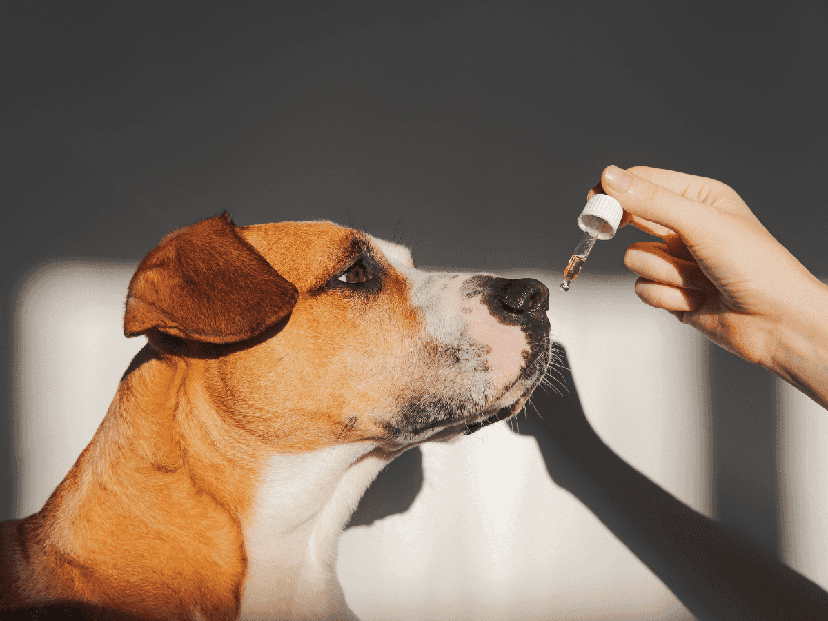 Uso da cannabis medicinal na medicina veterinária