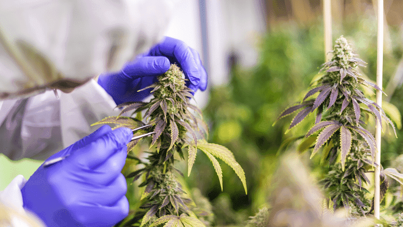 Uso de cannabis está relacionado com a baixa pressão arterial, diz estudo