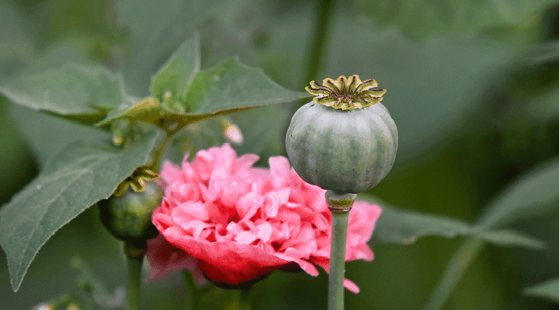Uso medicinal de cannabis evita doses diárias de morfina em pacientes com dor crônica