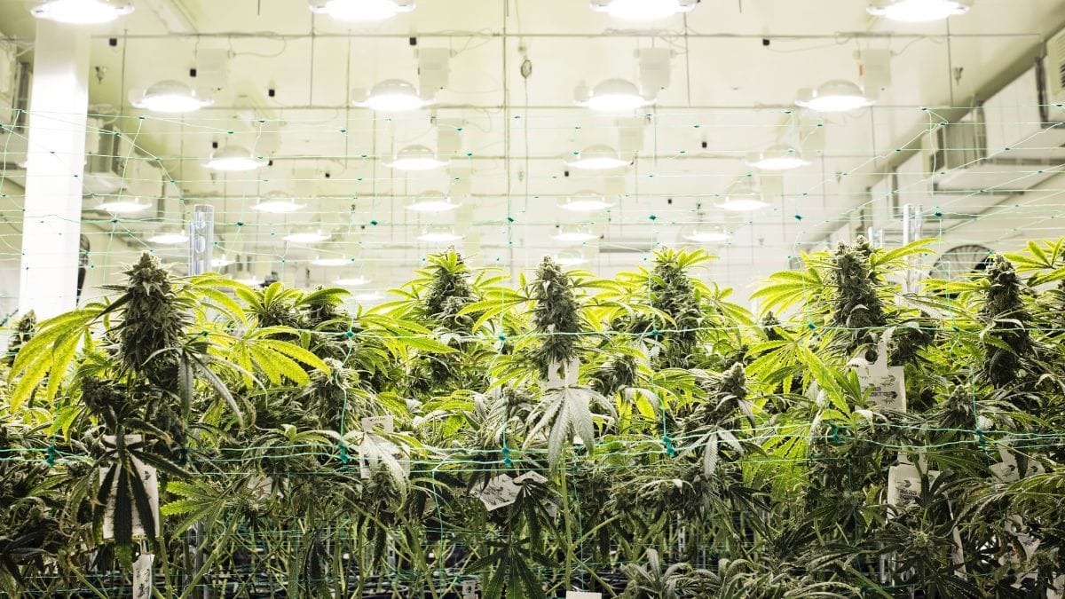 Planta de cannabis cultivada em ambiente controlado após regulamentação da Anvisa em 2026.