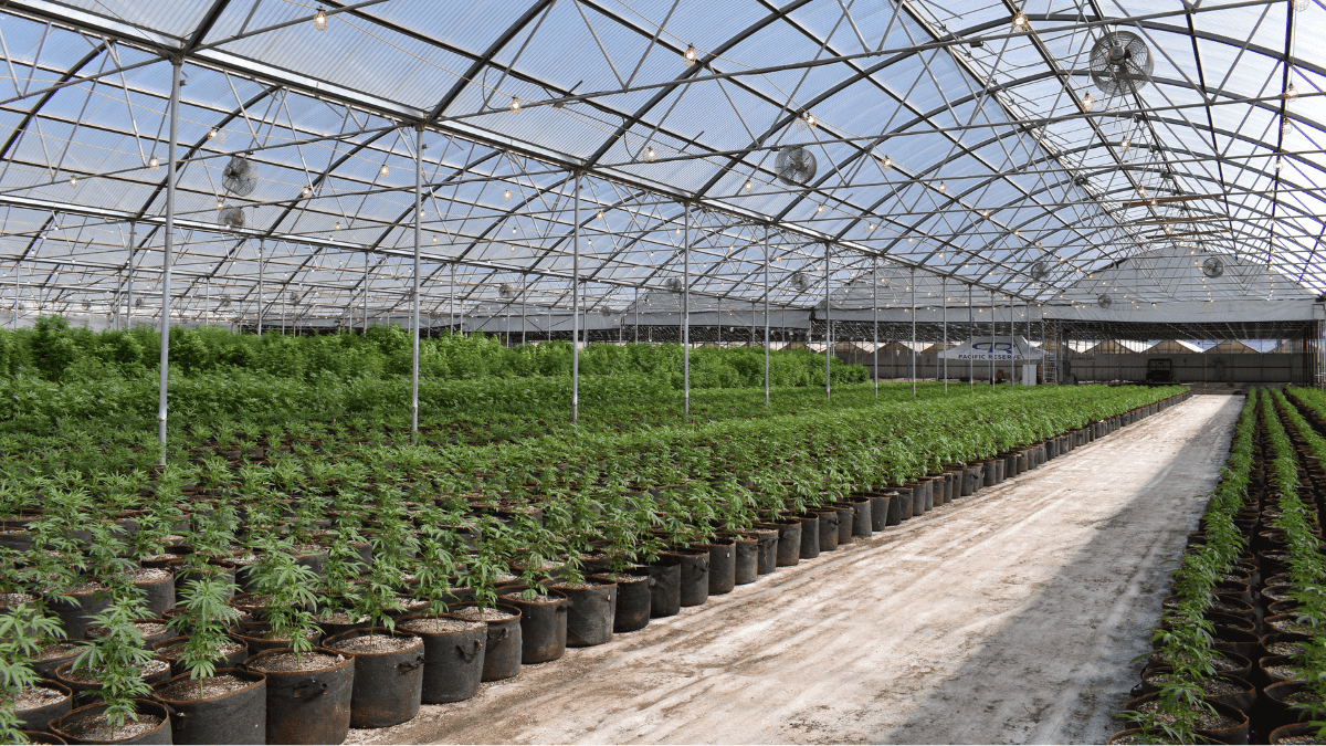 Farmacêutica de cannabis do Canadá vende instalações por US$ 5,5 milhões