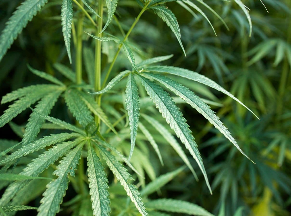Cannabis para descontaminar solos em Portugal