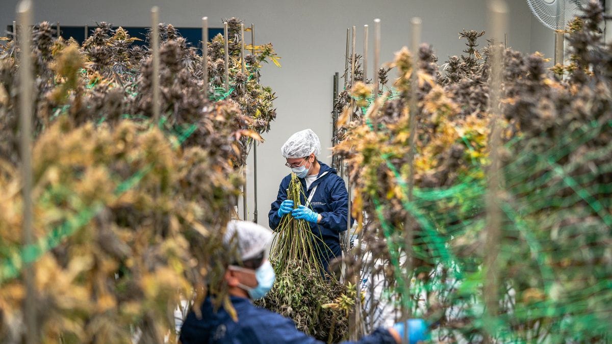 Processo de separação da cannabis para produção de medicamento em ambiente controlado da indústria farmacêutica no Brasil.