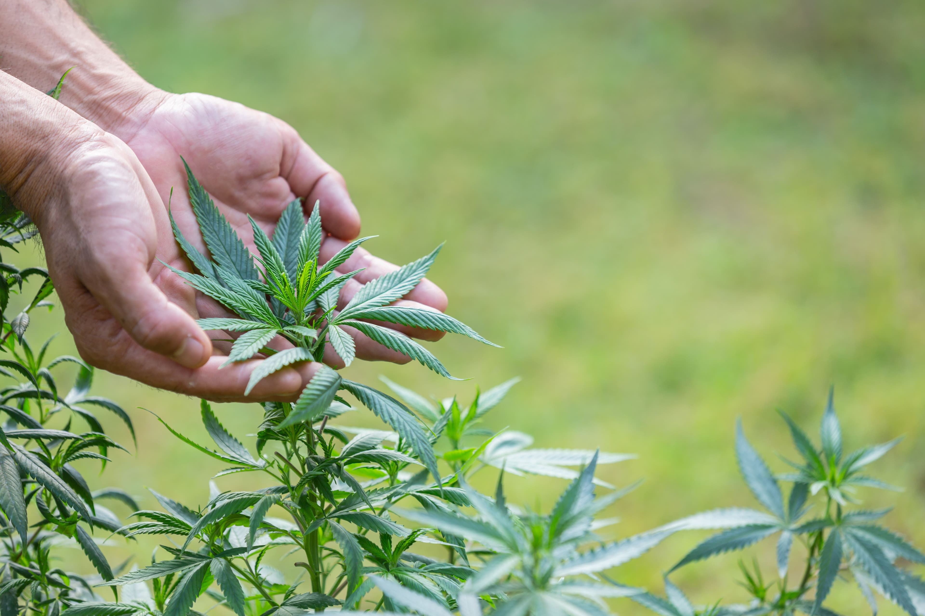 Instituto Santa Planta busca promover acesso ao uso terapêutico da cannabis no Brasil