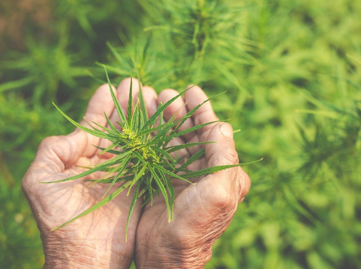“Tu te tornas responsável pela Cannabis que sativa”