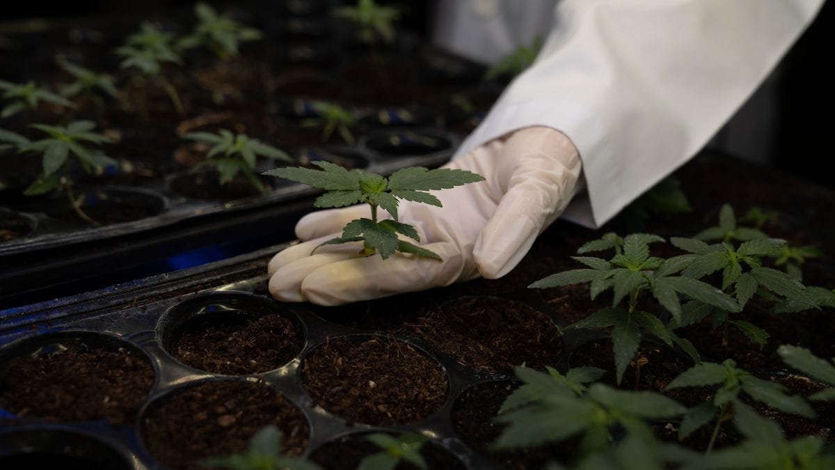 PL 399, PL 5511, Mara Gabrilli, Frente Parlamentar da Cannabis, cânhamo industrial, Anvisa, marco legal da cannabis