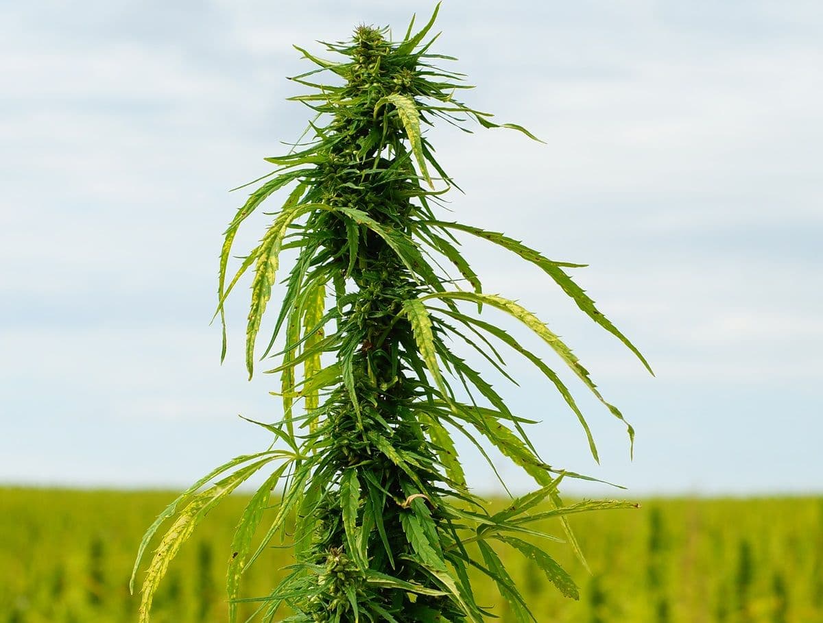 Estado norte-americano rejeita proposta de aumento do limite de THC para cânhamo