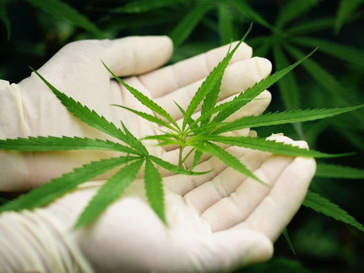 Coréia inicia testes com maconha