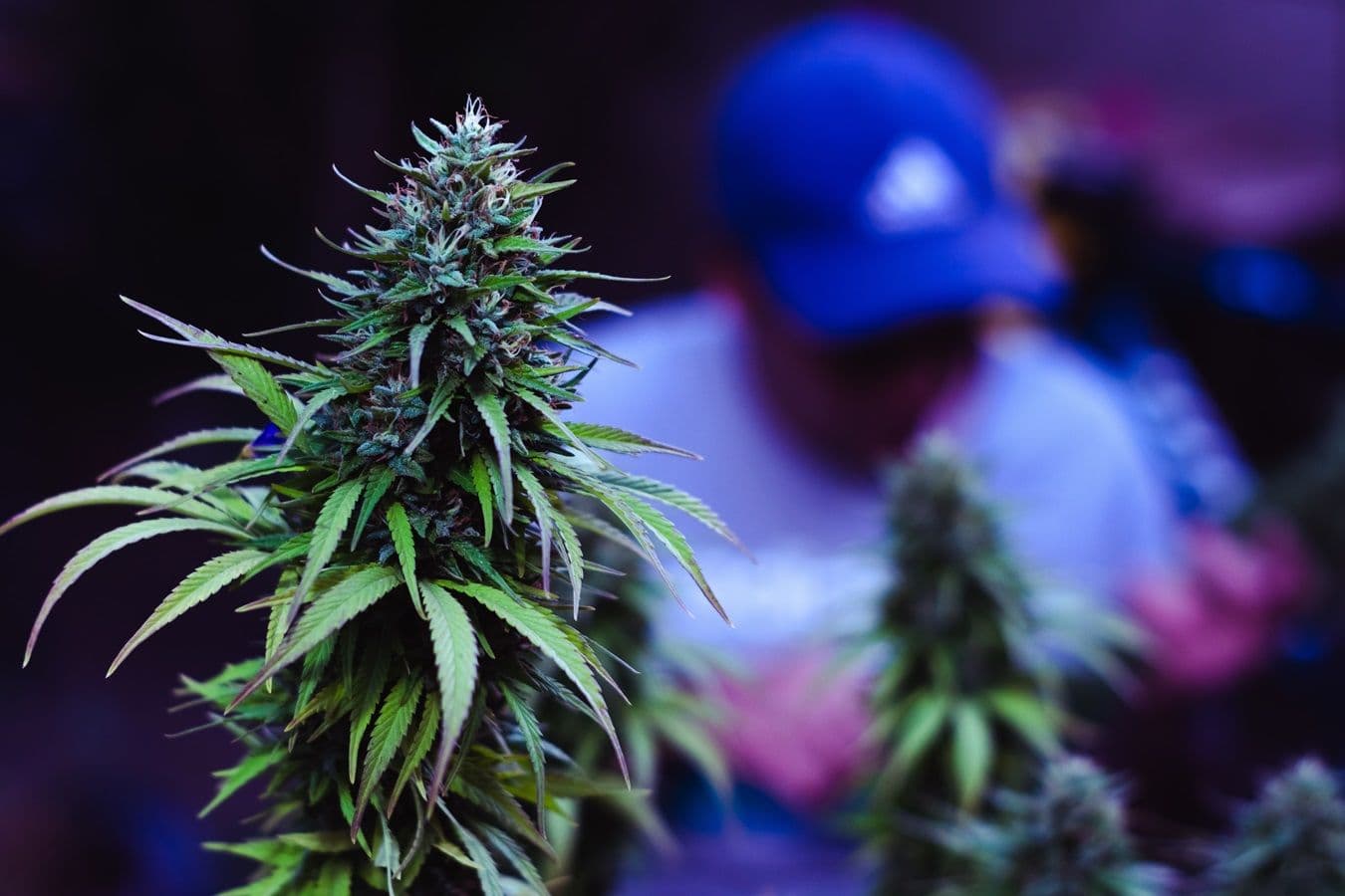Costa Rica apresenta projeto de autocultivo de cannabis