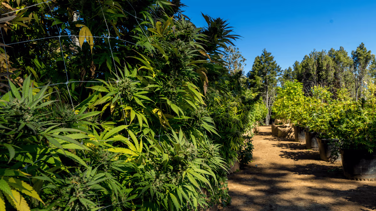 Plantação de cannabis em cultivo agrícola nos Estados Unidos, tema relacionado à repressão de plantações ilegais no estado de Oklahoma