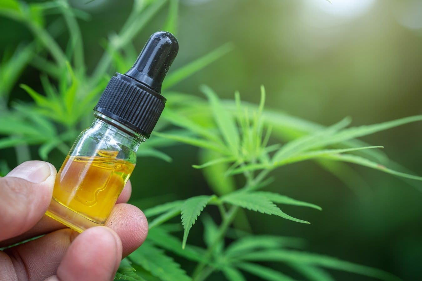 Como armazenar corretamente o óleo medicinal de cannabis?