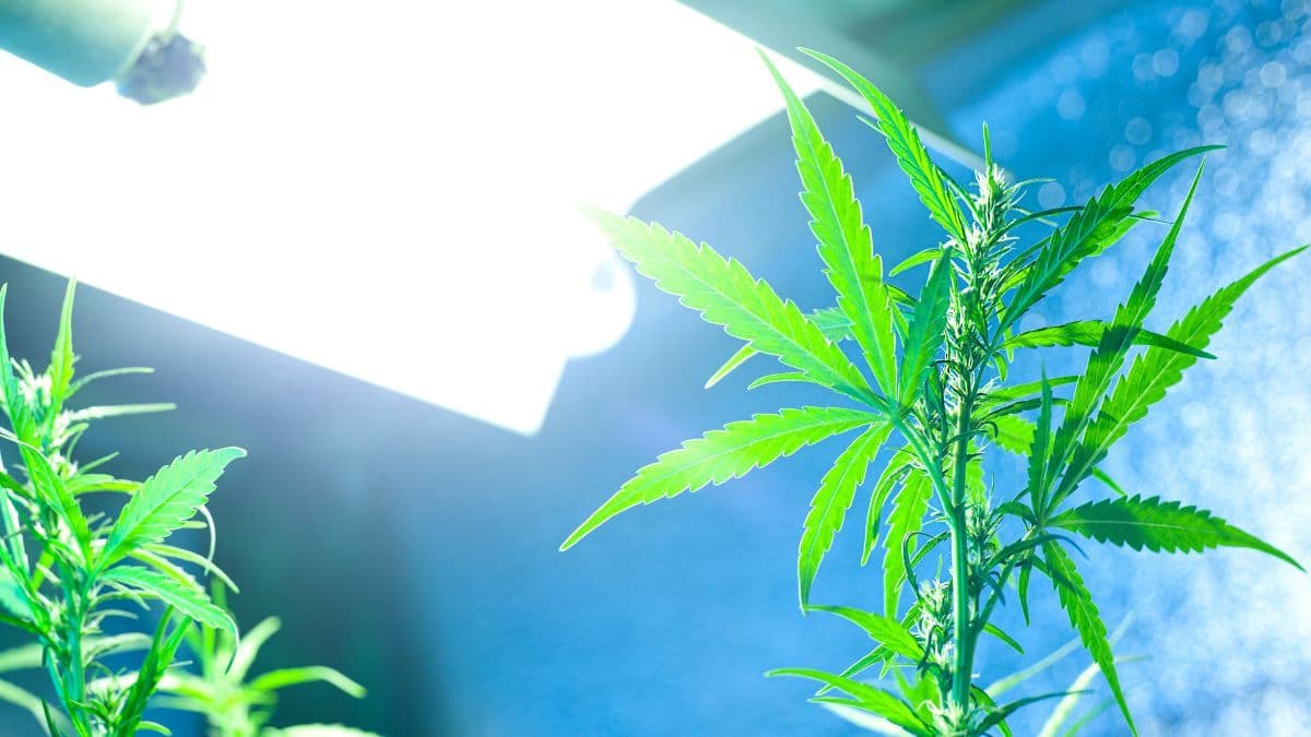 O desafio da cannabis no Brasil ainda não acabou — é só o começo de uma nova história