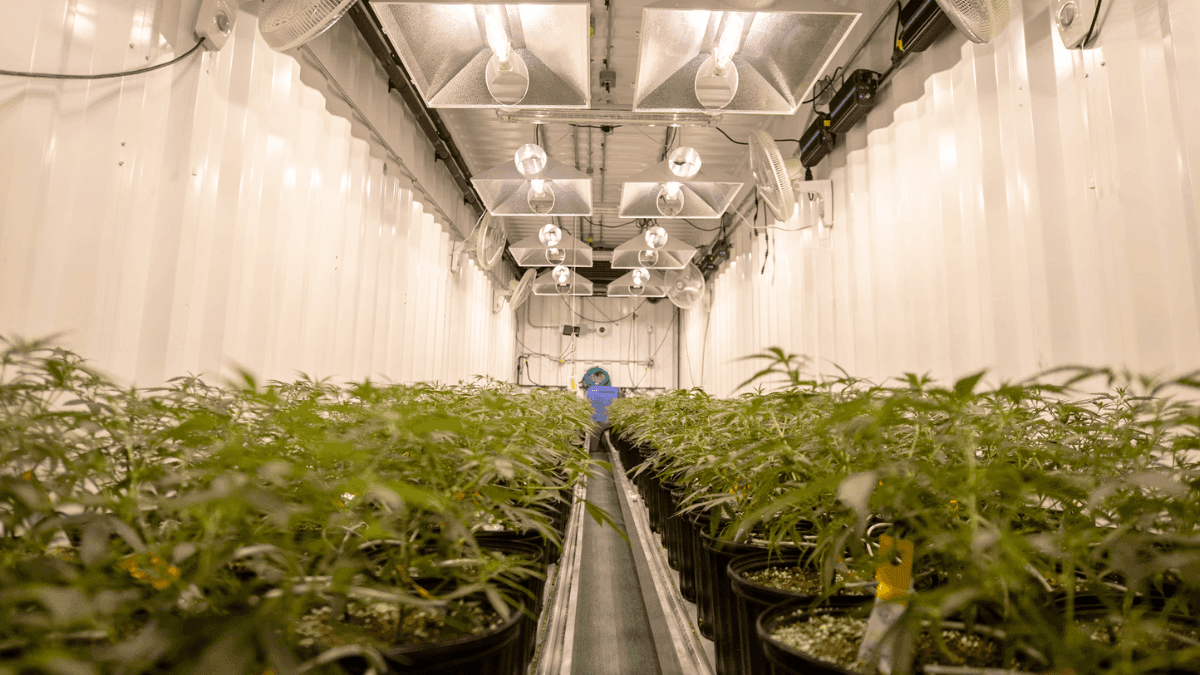 Primeira fazenda urbana de Cannabis do Brasil aposta no cultivo em contêineres climatizados