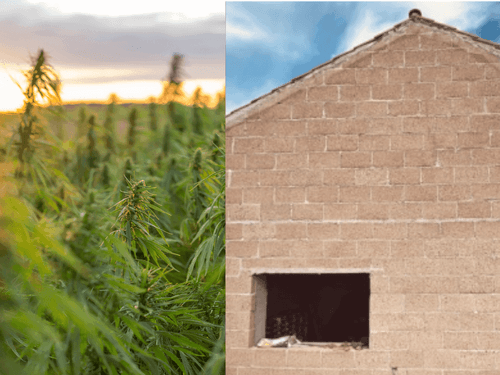 A revolução sustentável do cânhamo no Alentejo para descarbonizar habitações