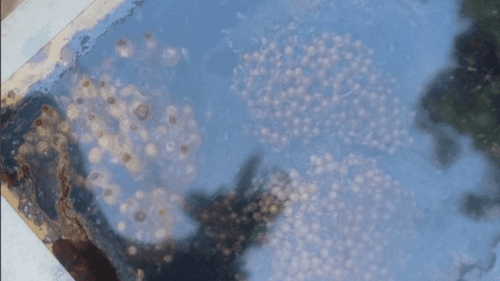 Imagem da noticia: Entre flores e abelhas: o projeto que une cannabis e mel floresce na COP 30 em Belém