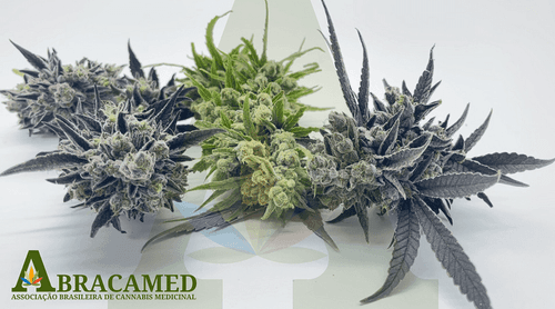 Abracamed fecha parceria com Universidade Federal para desenvolvimento de pesquisa